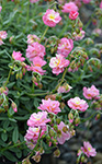 Helianthemum Pink Angel Sunrose